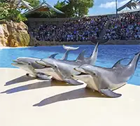 Vorschaubild 11 - Loro Parque