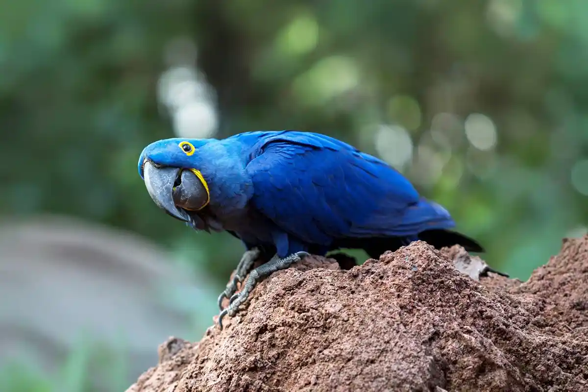 Loro Parque - Foto 12