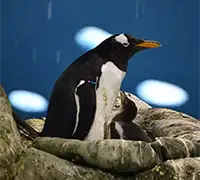 Vorschaubild 14 - Loro Parque