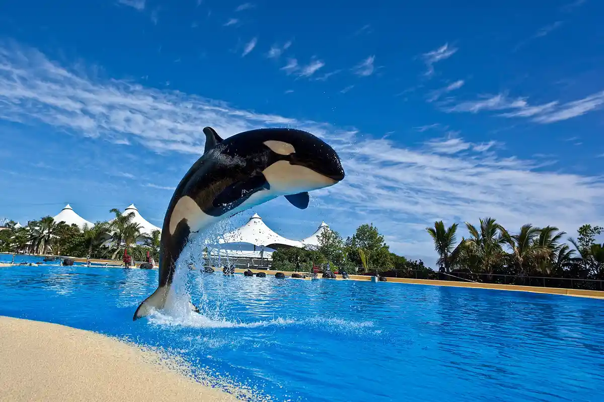Loro Parque - Foto 15
