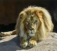 Vorschaubild 16 - Loro Parque