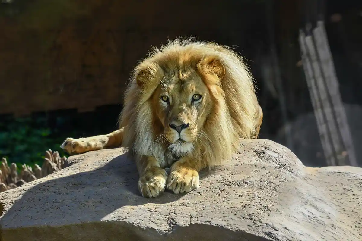 Loro Parque - Foto 16