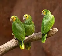 Vorschaubild 17 - Loro Parque