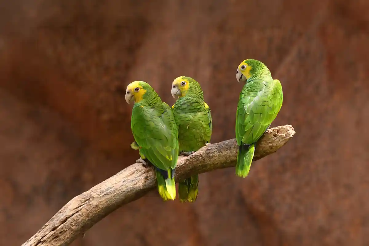 Loro Parque - Foto 17