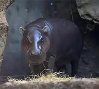 Vorschaubild 20 - Loro Parque