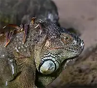 Vorschaubild 21 - Loro Parque