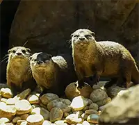 Vorschaubild 23 - Loro Parque