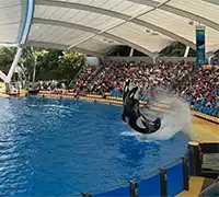 Vorschaubild 24 - Loro Parque
