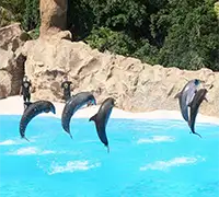 Vorschaubild 26 - Loro Parque