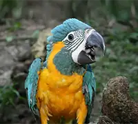 Vorschaubild 27 - Loro Parque