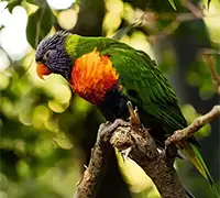 Vorschaubild 29 - Loro Parque