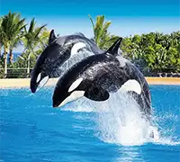 Vorschaubild 31 - Loro Parque