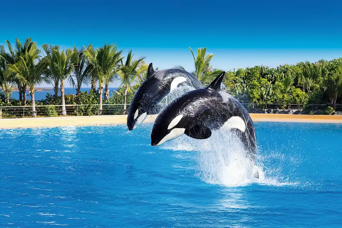 Loro Parque - Foto 31