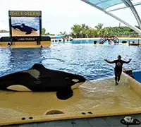 Vorschaubild 4 - Loro Parque