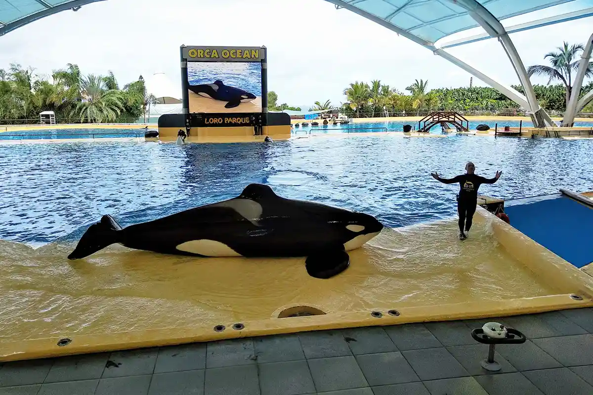 Loro Parque - Foto 4