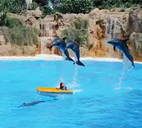 Vorschaubild 5 - Loro Parque