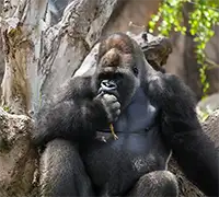 Vorschaubild 6 - Loro Parque