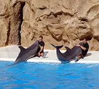 Vorschaubild 8 - Loro Parque