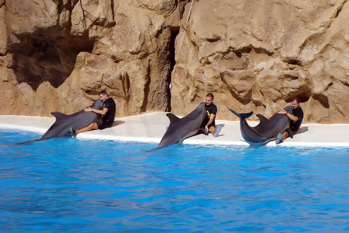 Loro Parque - Foto 8
