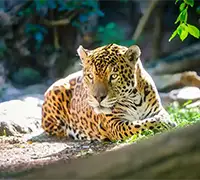 Vorschaubild 9 - Loro Parque