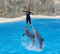 Miniature 4 - Twin Ticket : Loro Parque et Siam Park