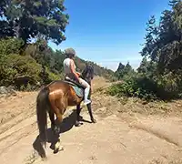 Vorschaubild 2 - Ausritt (1 Stunde) im Norden Teneriffas