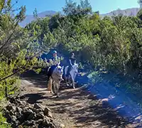 Vorschaubild 4 - Ausritt (1 Stunde) im Norden Teneriffas
