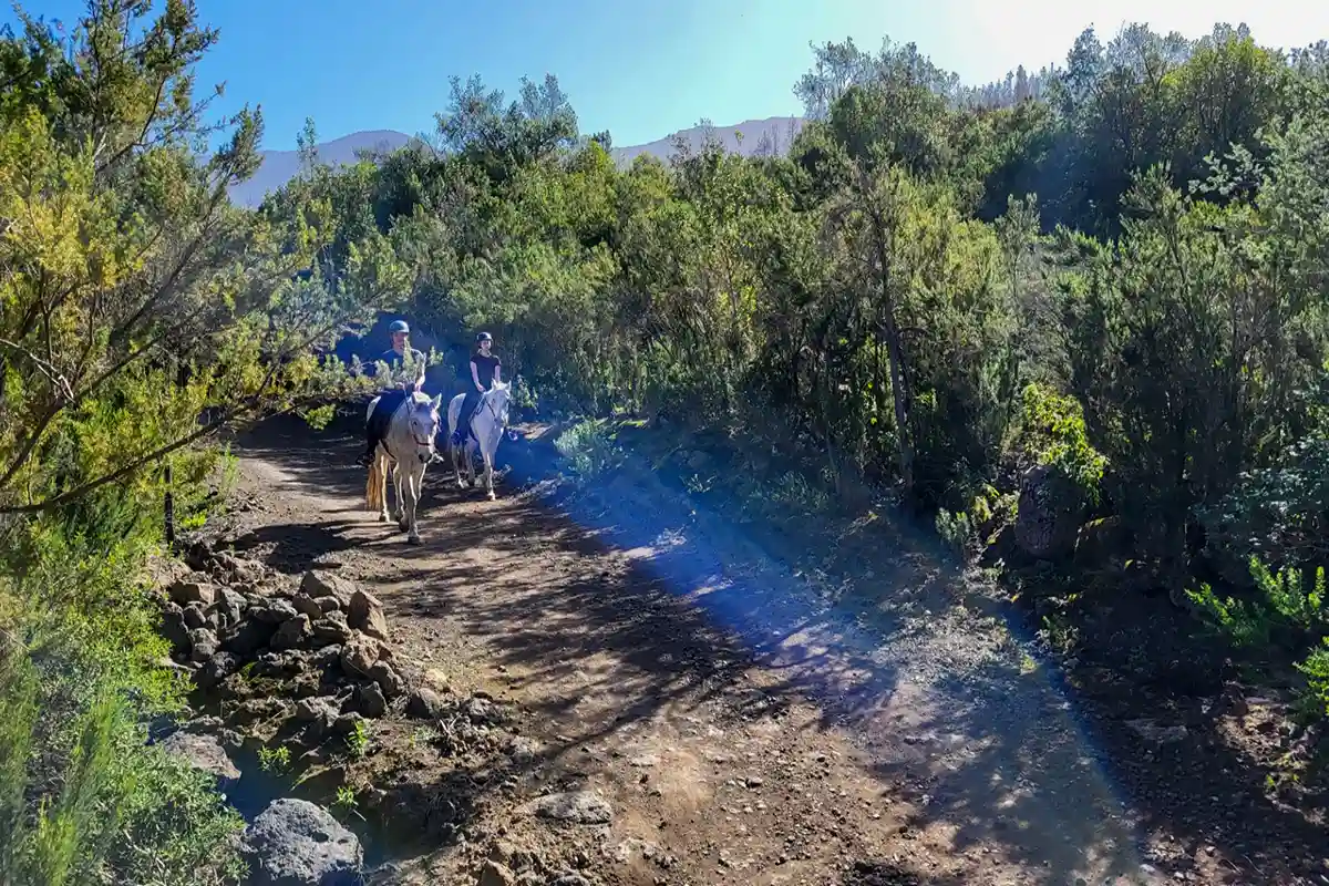 Ausritt (1 Stunde) im Norden Teneriffas - Foto 4