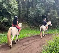 Vorschaubild 5 - Ausritt (1 Stunde) im Norden Teneriffas