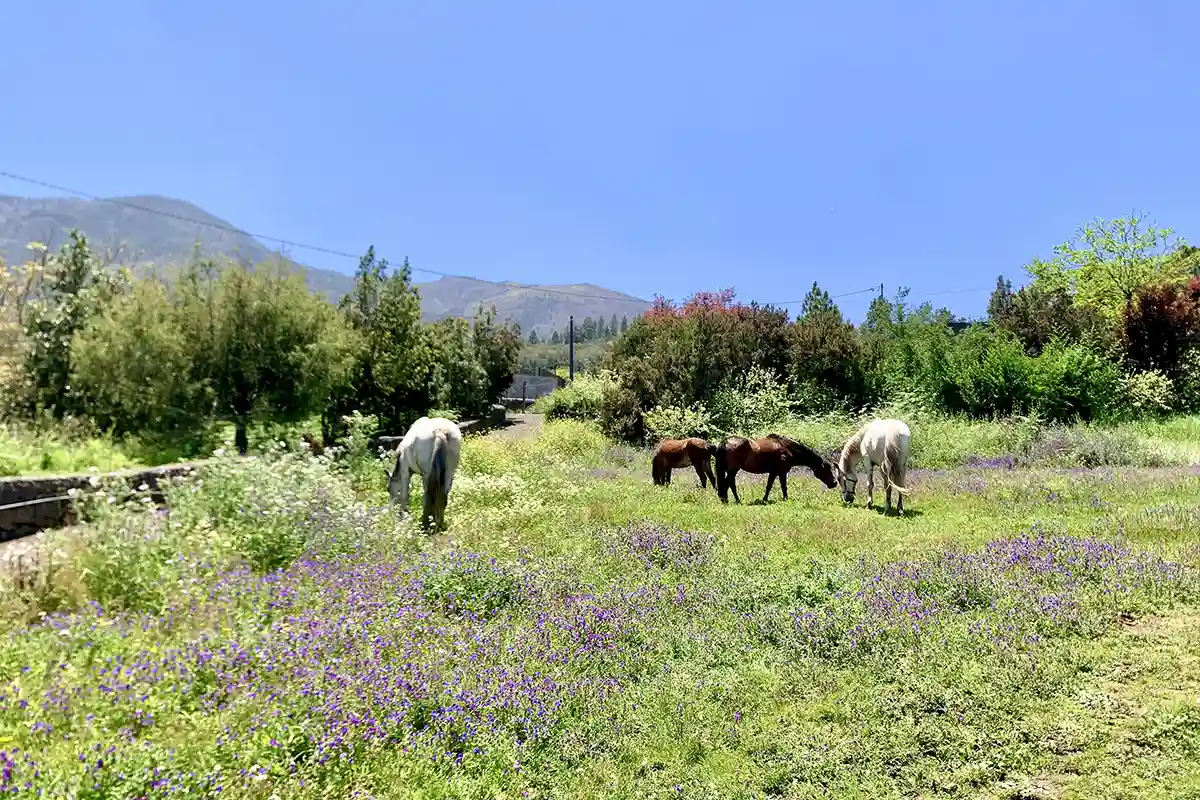 Ausritt (1 Stunde) im Norden Teneriffas - Foto 7