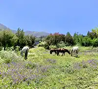 Thumbnail 6 - 2-Hour Horseback Riding in North Tenerife