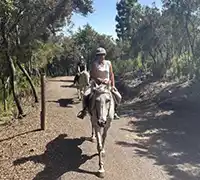 Vorschaubild 12 - Ausritt im Norden Teneriffas