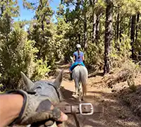 Vorschaubild 2 - Ausritt im Norden Teneriffas
